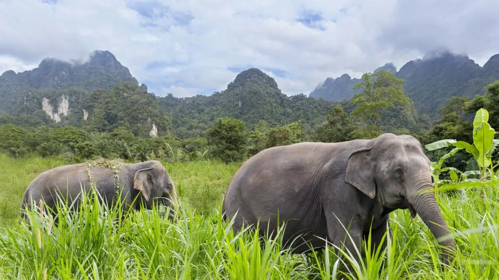 Vườn quốc gia Khao Yai – "lá phổi xanh" của Thái Lan - iVIVU.com