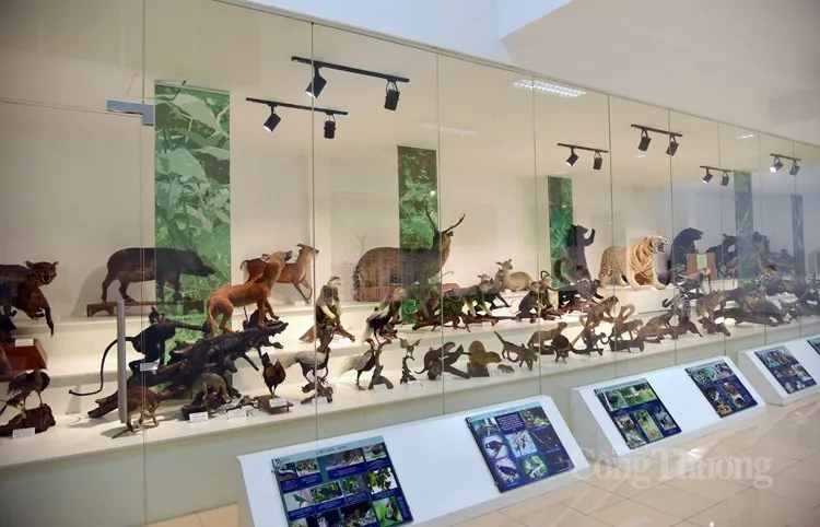 Bảo tàng Cúc Phương: Nơi lưu giữ bộ sưu tập mẫu vật hàng đầu