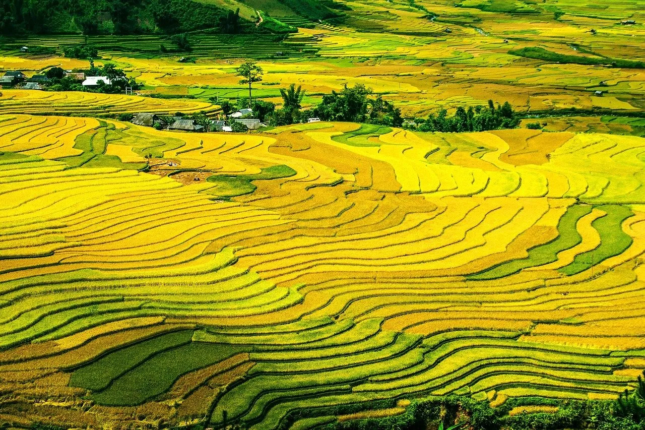 Golden rice fields in Mu Cang Chai