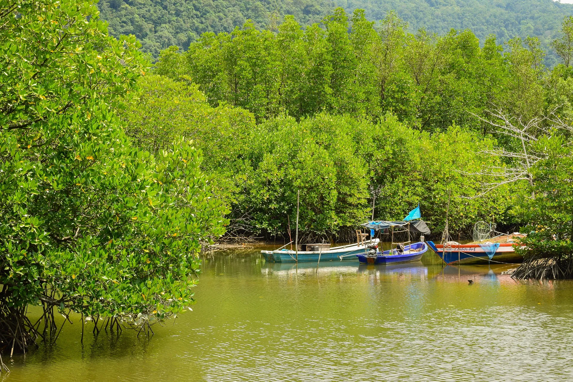 Mangrove forests and small fishing boats