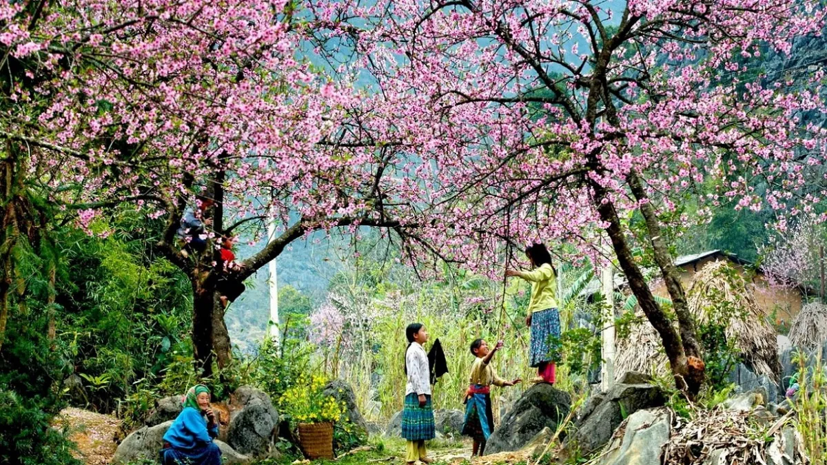 Peach blossoms bloom in Sapa in spring