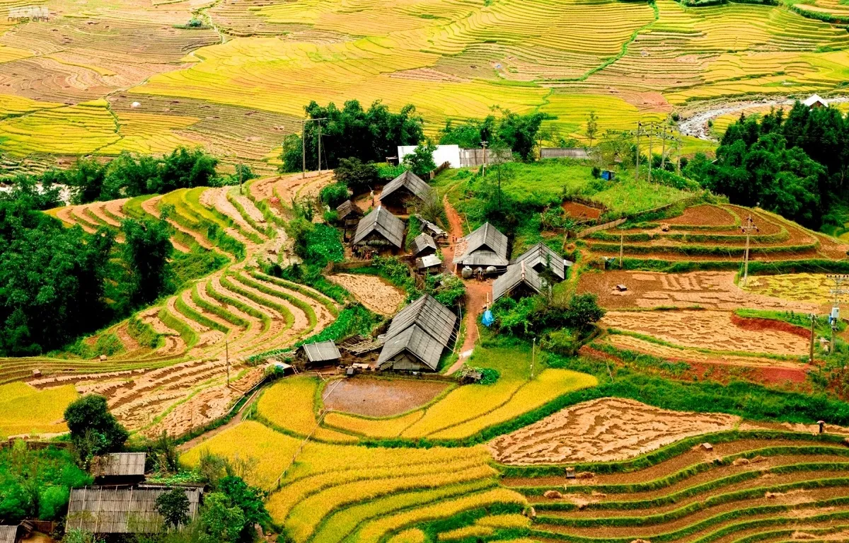 Ta Van village is ripe rice season