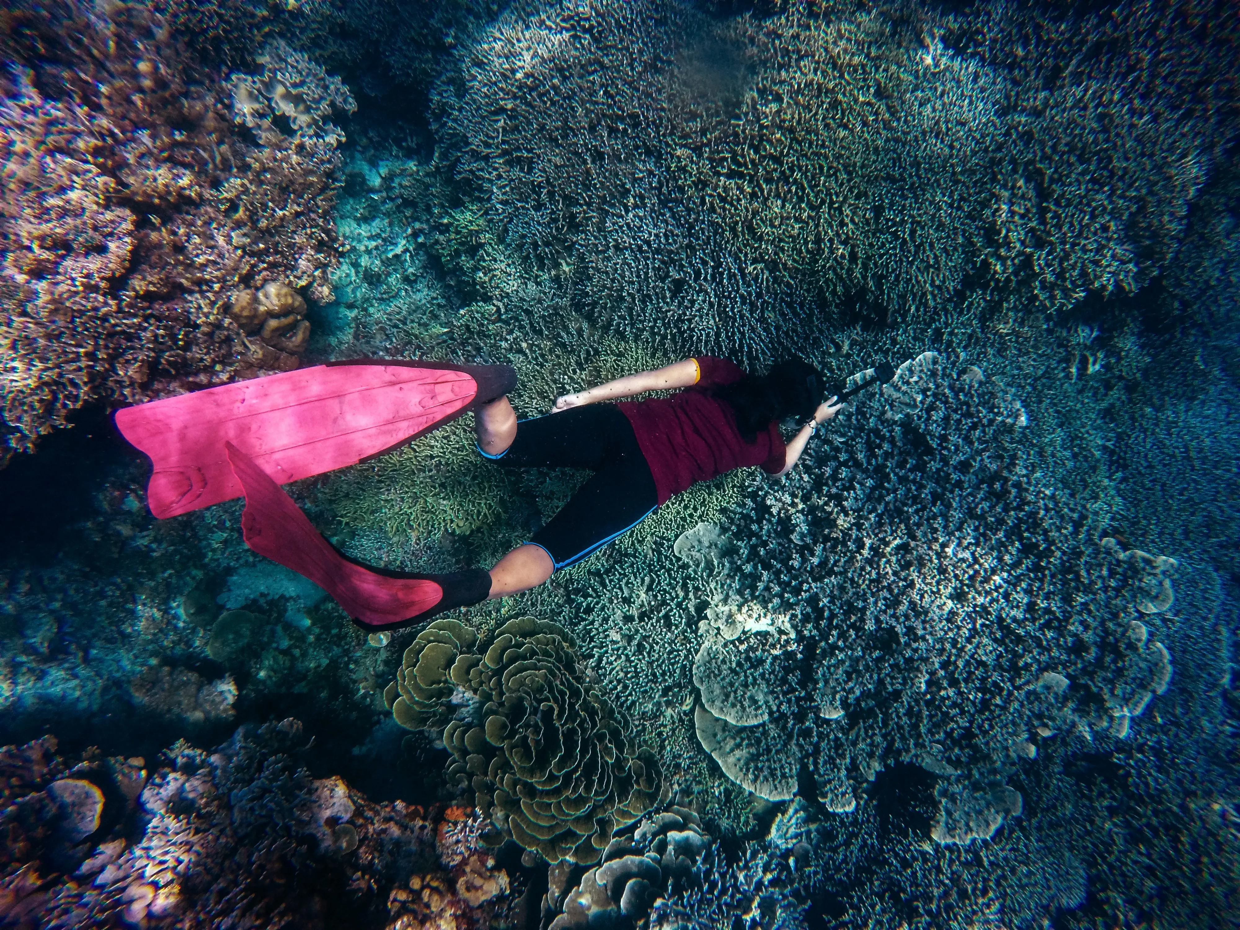 See coral under the sea on Phu Quoc island