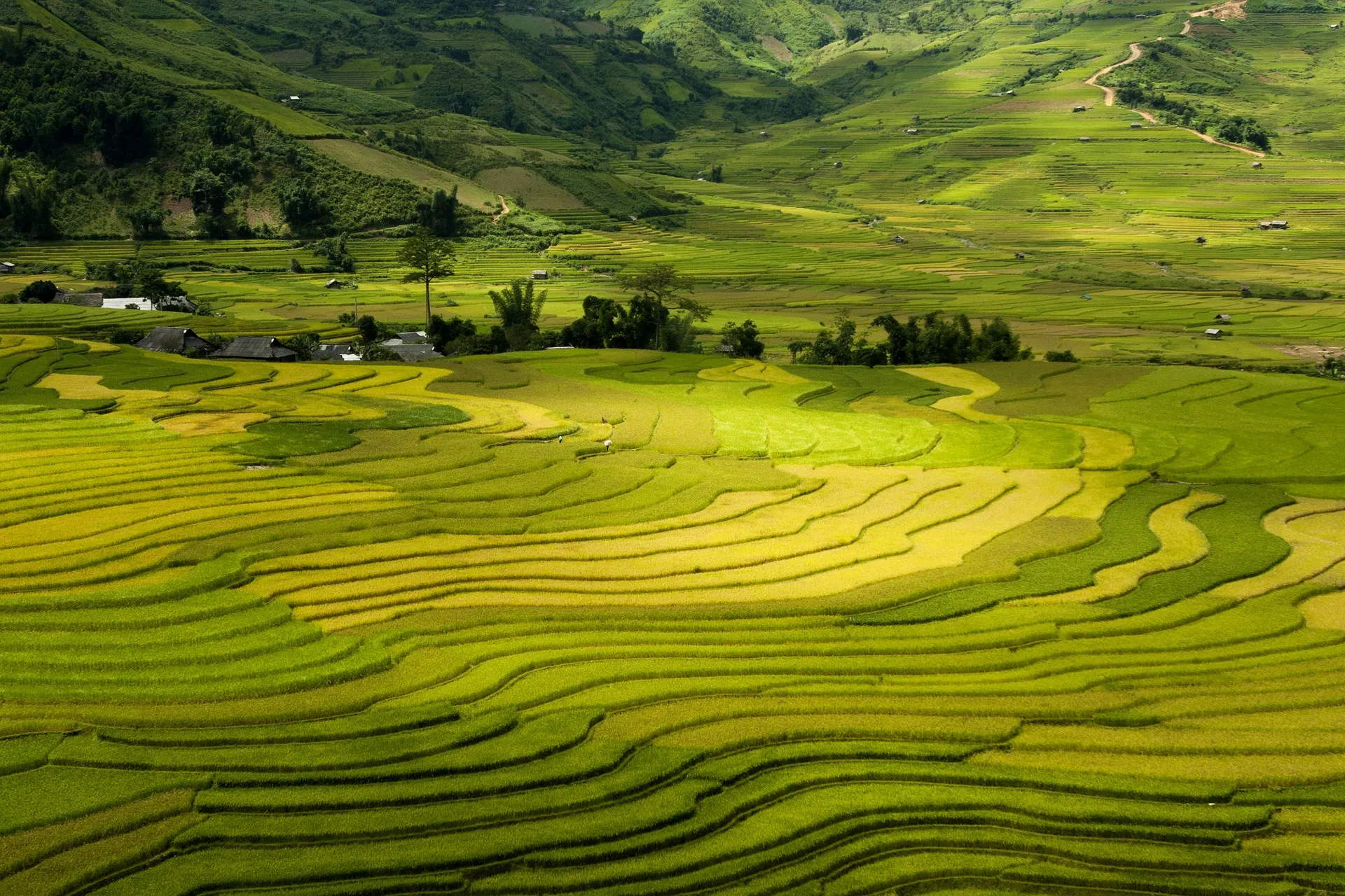 Terrace fields in Muong Hoa Valley