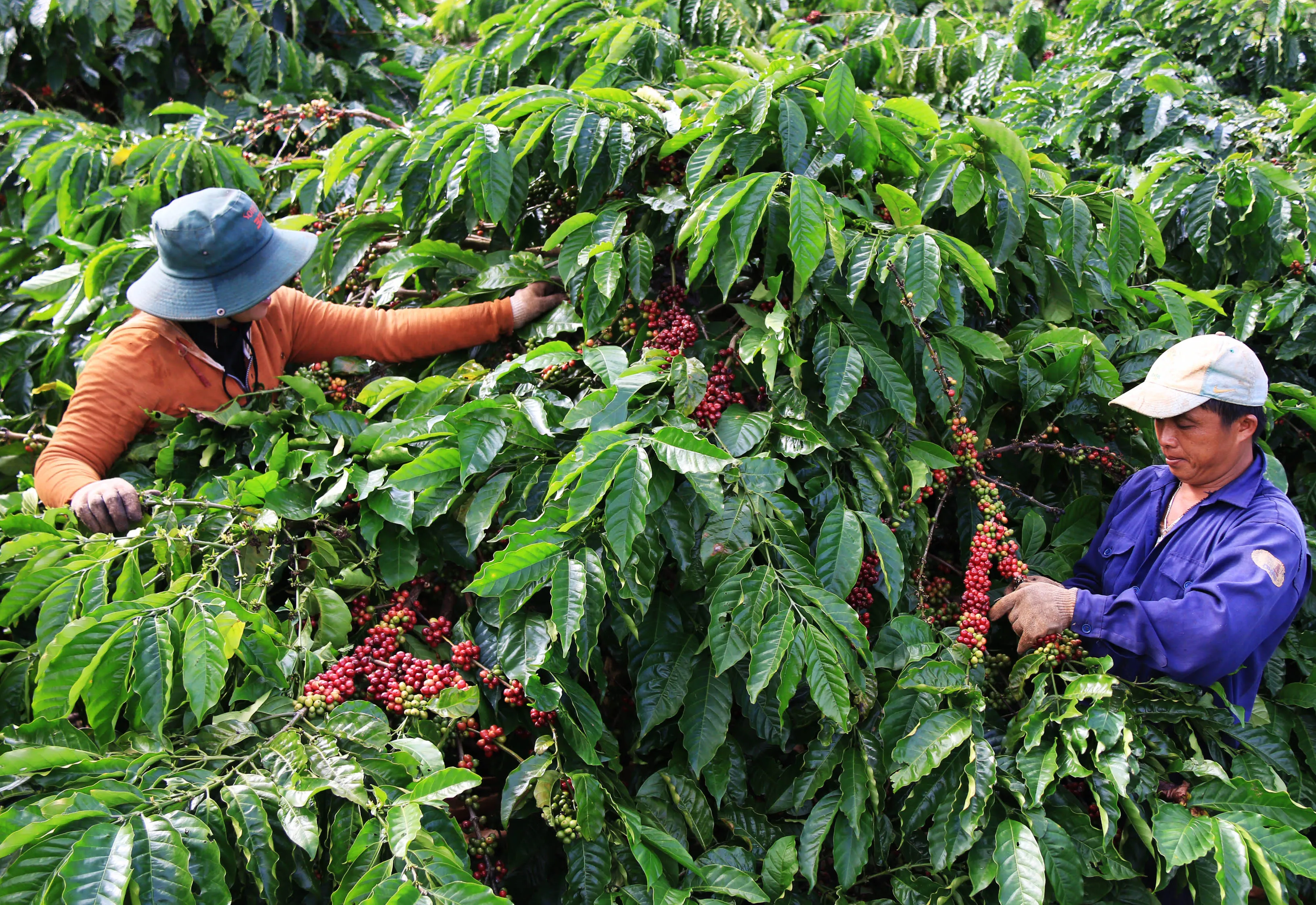 Thưởng thức cà phê ở Tây Nguyên nơi trồng nhiều cà phê nhất Việt Nam