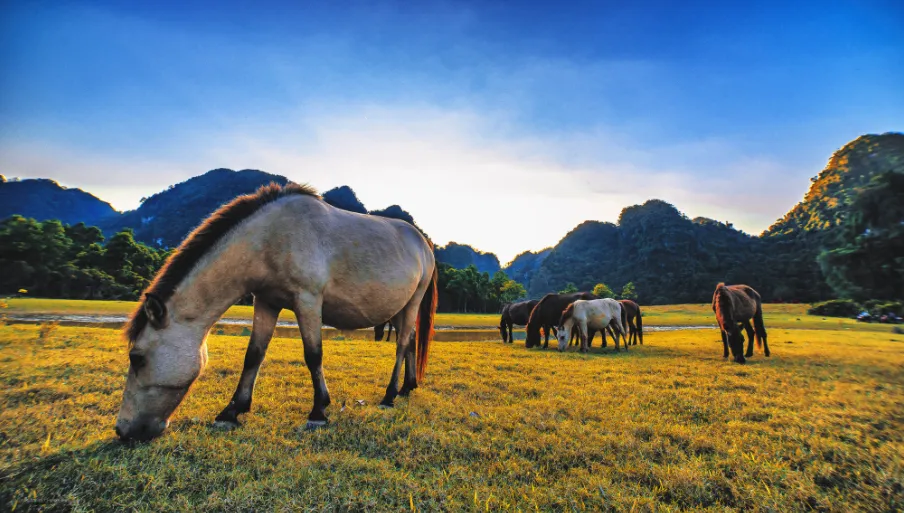Những chú ngựa đang ăn cỏ trên thảo nguyên