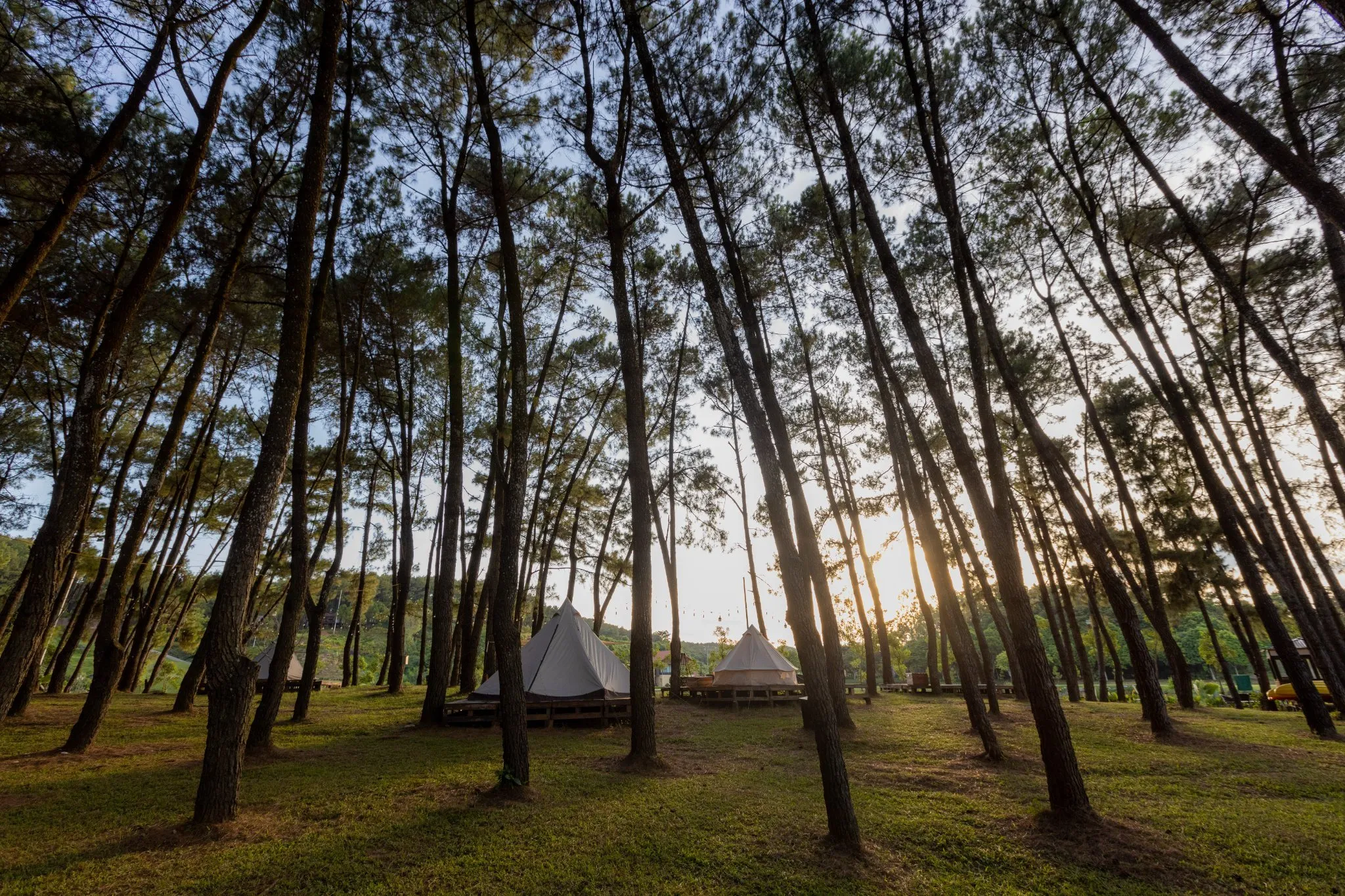 Khu cắm trại trong rừng thông tuyệt đẹp