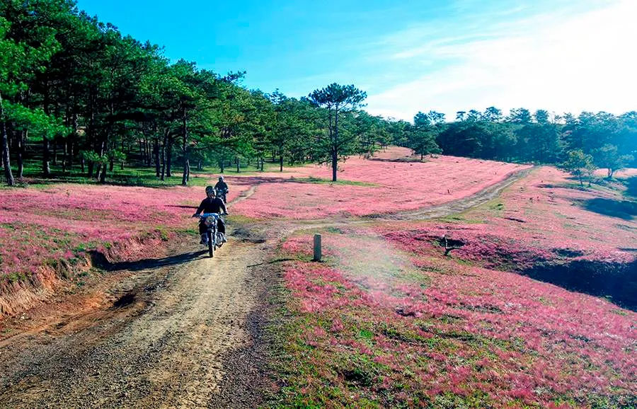 Mùa cỏ hồng ở Đà Lạt cũng rơi vào những ngày cuối năm