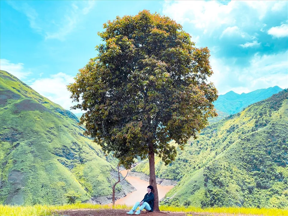 Hình ảnh cây cô đơn ở Tà Xùa lặng lẽ yên bình
