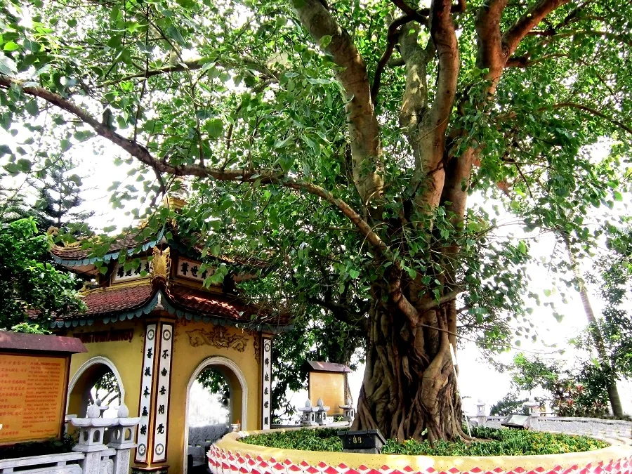 Bodhi tree is more than 100 years old at the temple