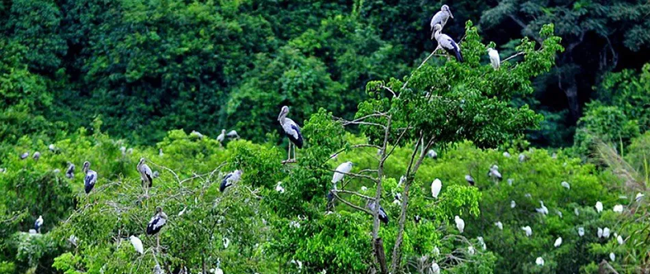Bird species in Cuc Phuong Ninh Binh National Park