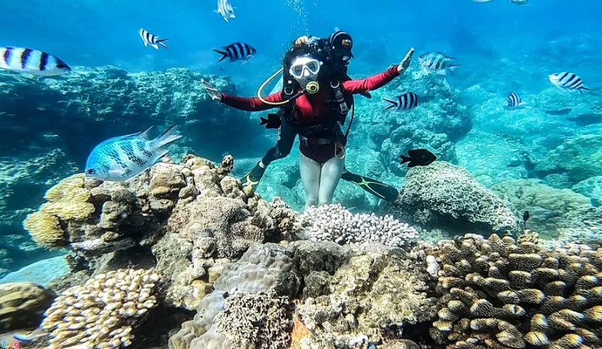 Let's dive in Nha Trang to see the beautiful coral