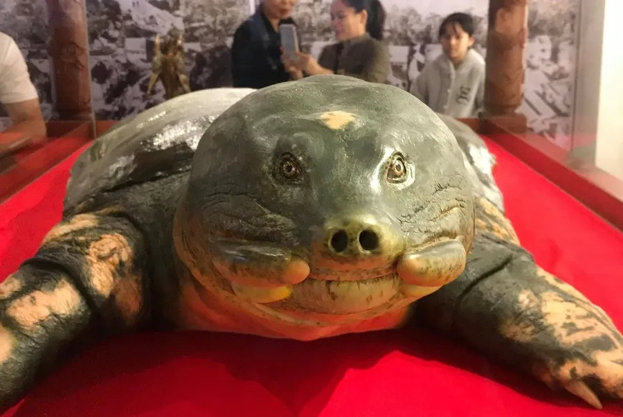 Tiêu bản Cụ Rùa được trưng bày tại Hồ Gươm