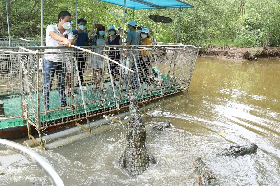 Hoạt động trải nghiệm cho cá sấu ăn
