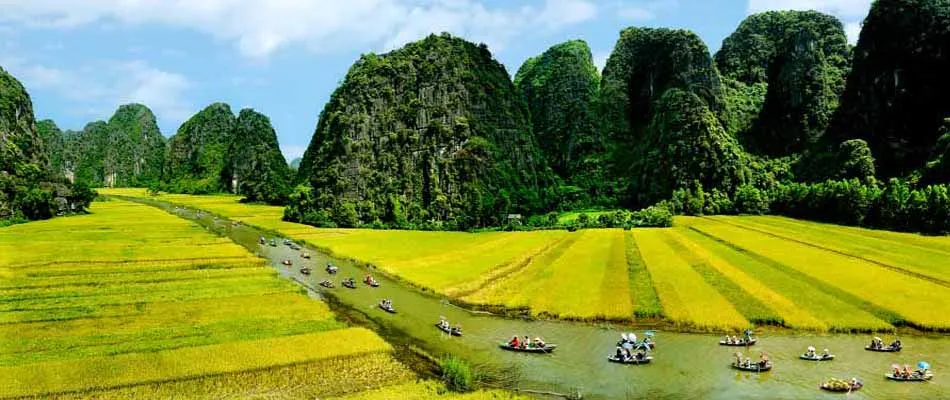 Ninh Binh's rice fields