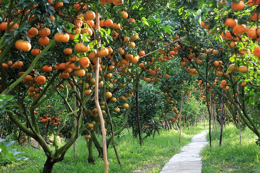 Fruit garden with all kinds of fruits
