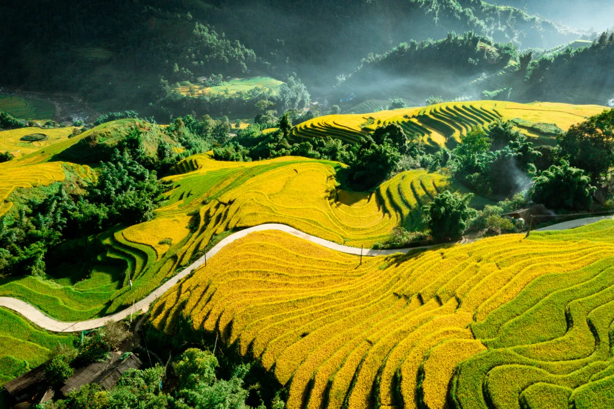Terraced fields in ripe rice season
