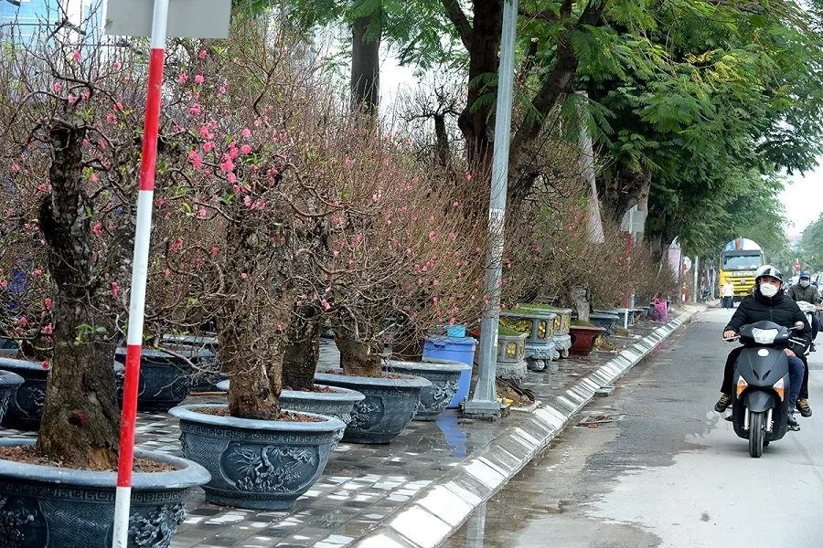 Peach blossoms bloom at the flower market along Lac Long Quan street
