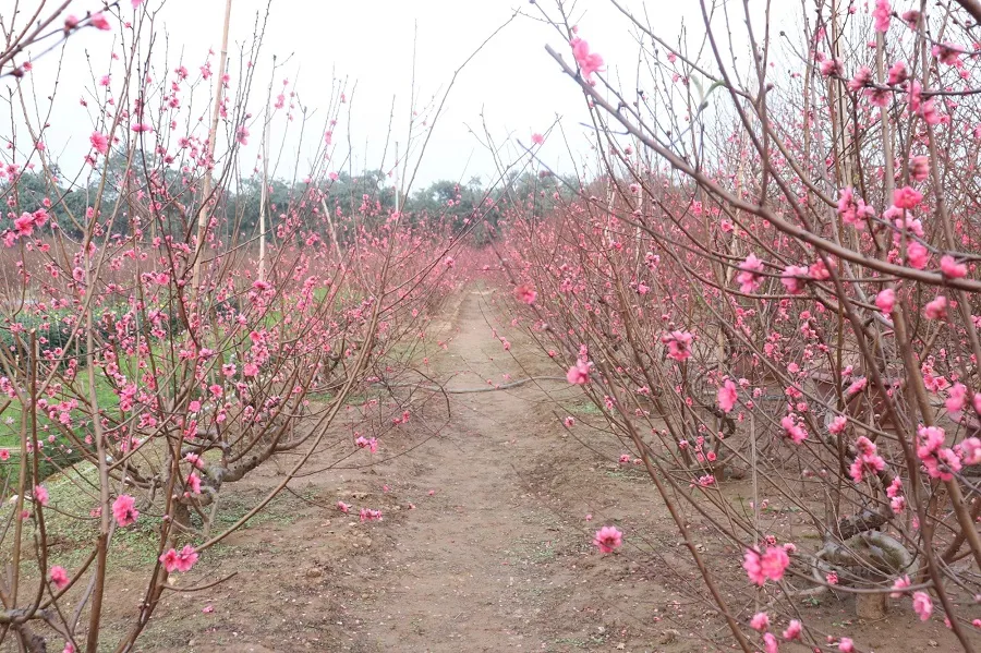 Phu Thuong flower village with blooming peach gardens
