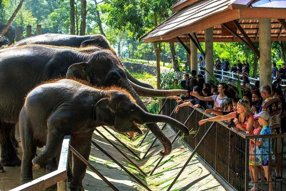 Khao Kheow Open Zoo — Peekaboo BKK - Kids playgroups, activities, parties  and information in Bangkok