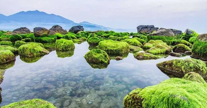 Rạn Nam Ô với bãi đá phủ rêu xanh mướt 