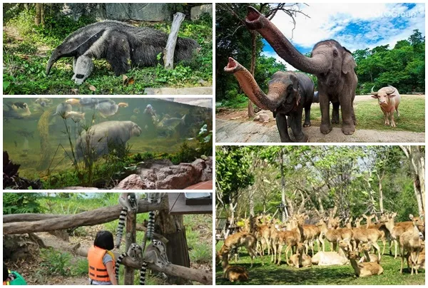 Vườn thú Khao Kheow - điểm tham quan thú vị ở Thái Lan