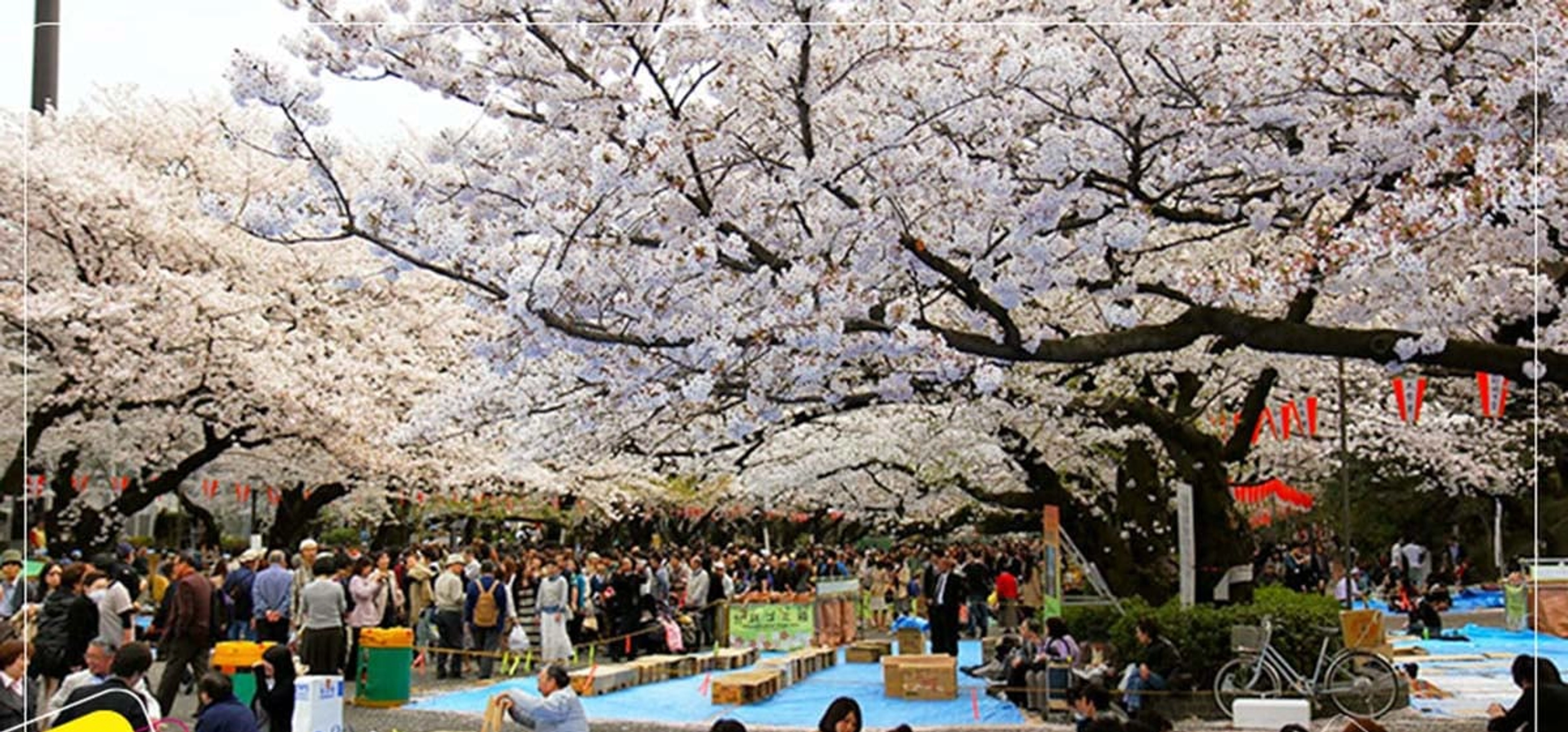 Du lịch Nhật Bản mùa hoa Anh Đào từ Hồ Chí Minh