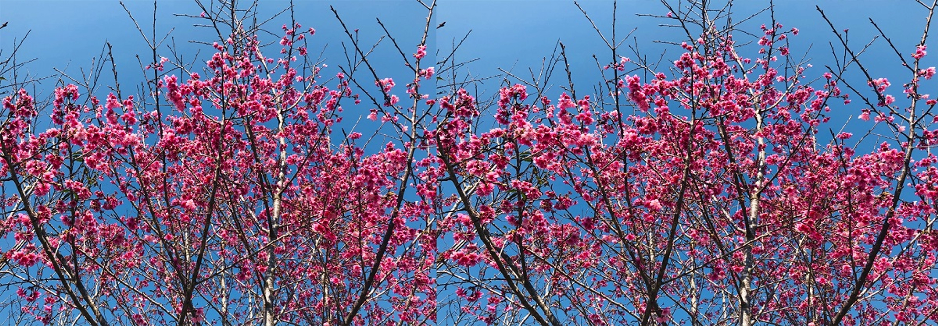 Kinh nghiệm du lịch Điện Biên vào mùa hoa nở