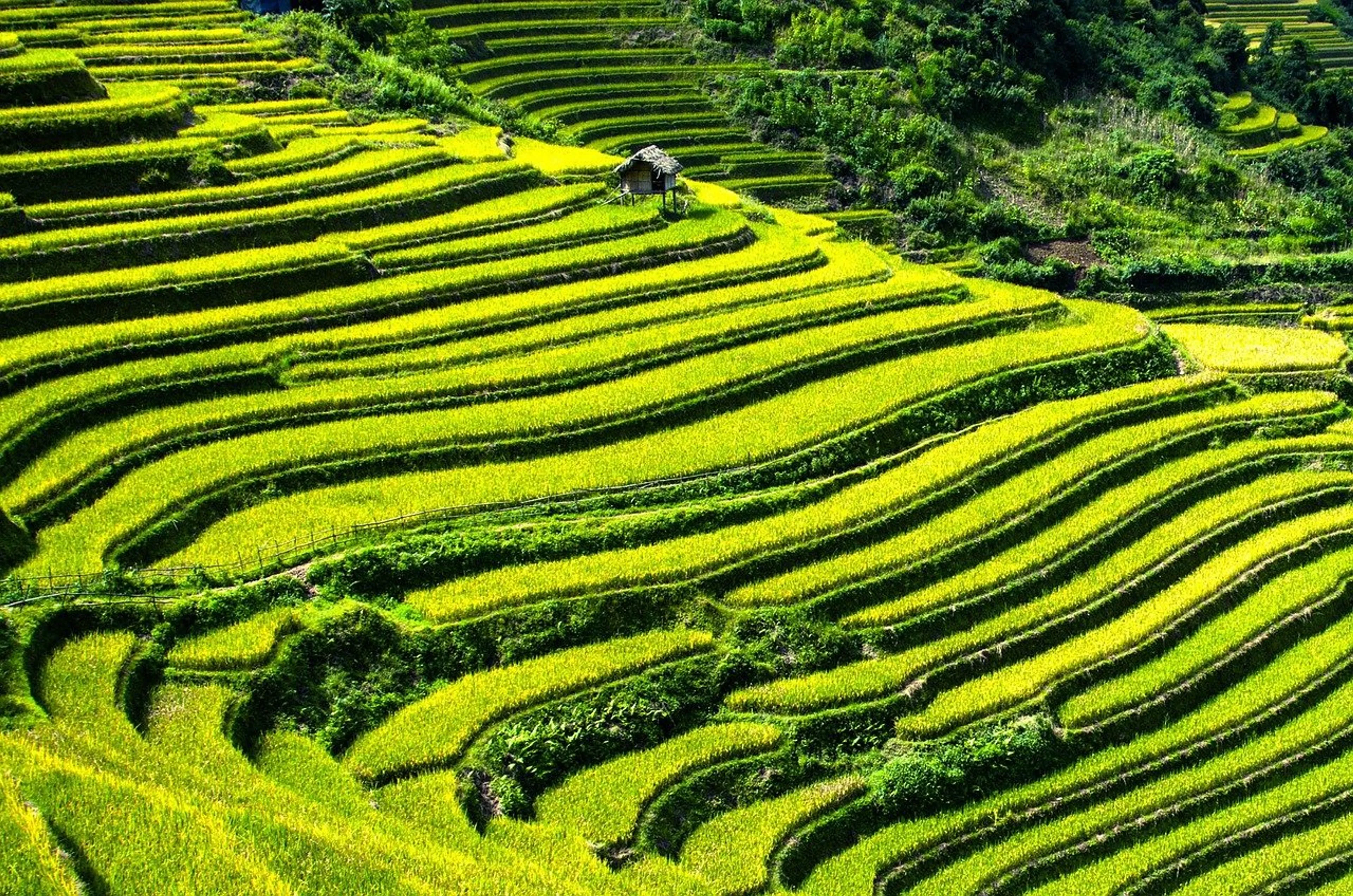 Visit The Emerald Rice Fields of Mu Cang Chai 