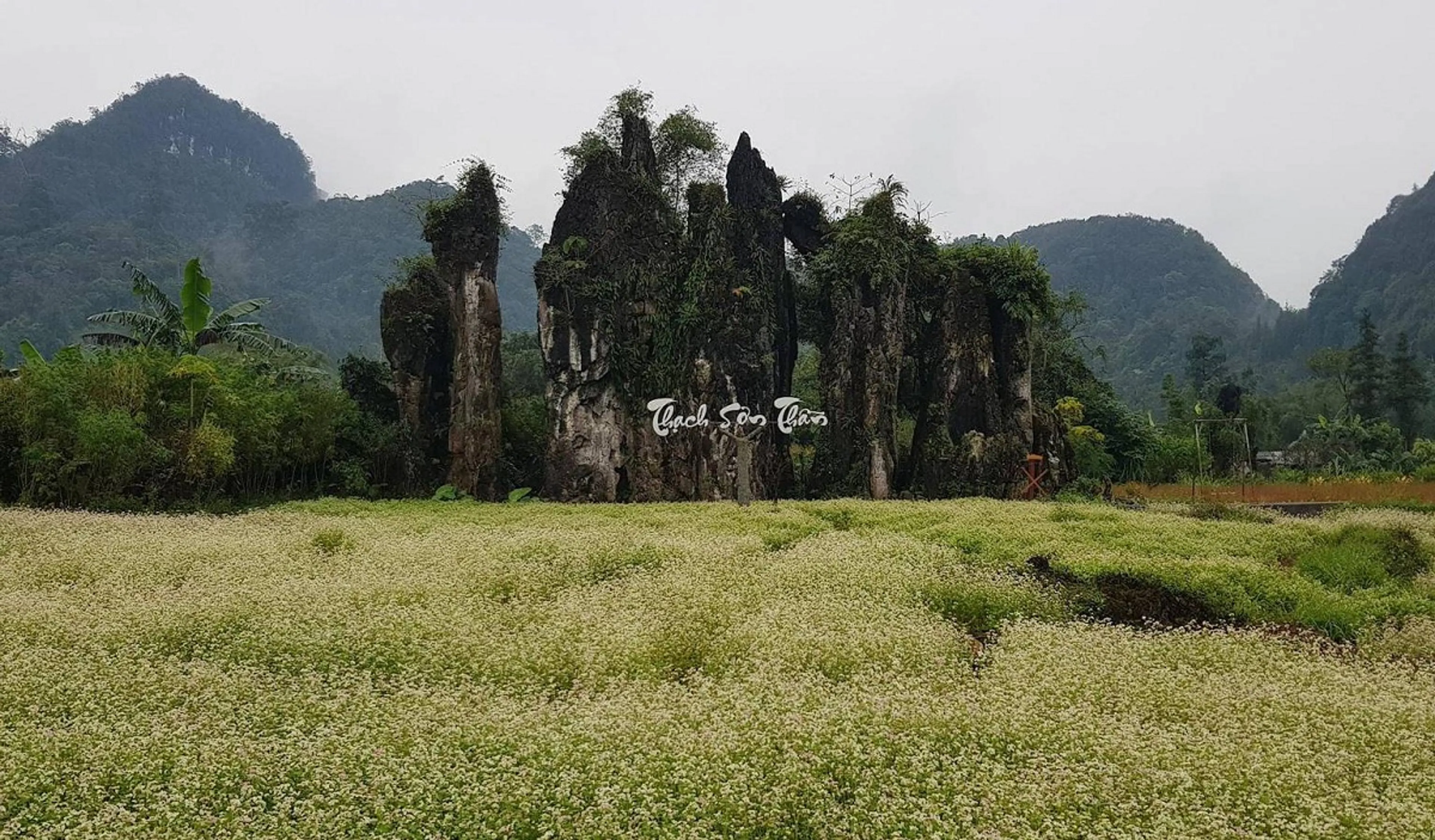 Bí kíp săn hoa tam giam mạch cực đẹp tại Hà Giang