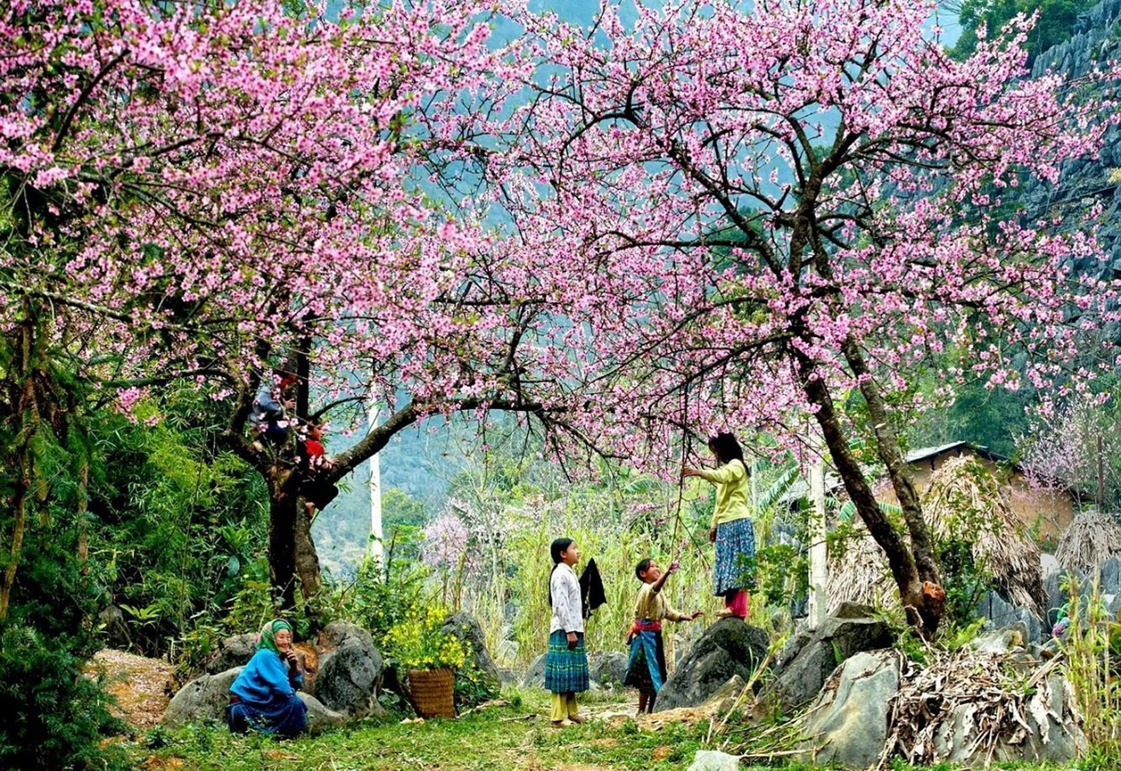 Đắm chìm trong sắc hồng tại vườn anh đào Mường Phăng đẹp nhất Điện Biên
