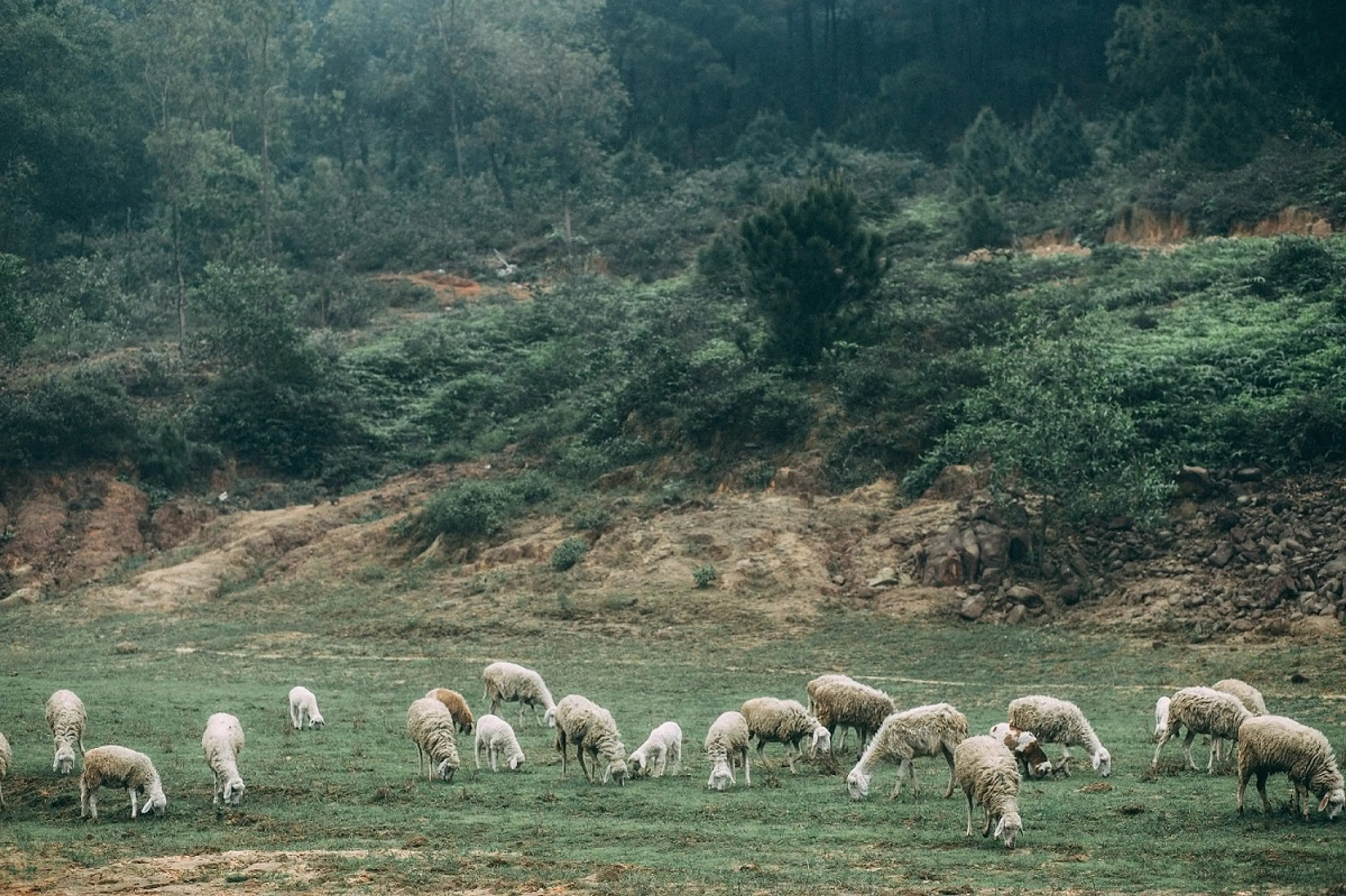 Kinh nghiệm tham quan đồng cừu Yên Thành chốn vui chơi đẹp tựa trời Âu 
