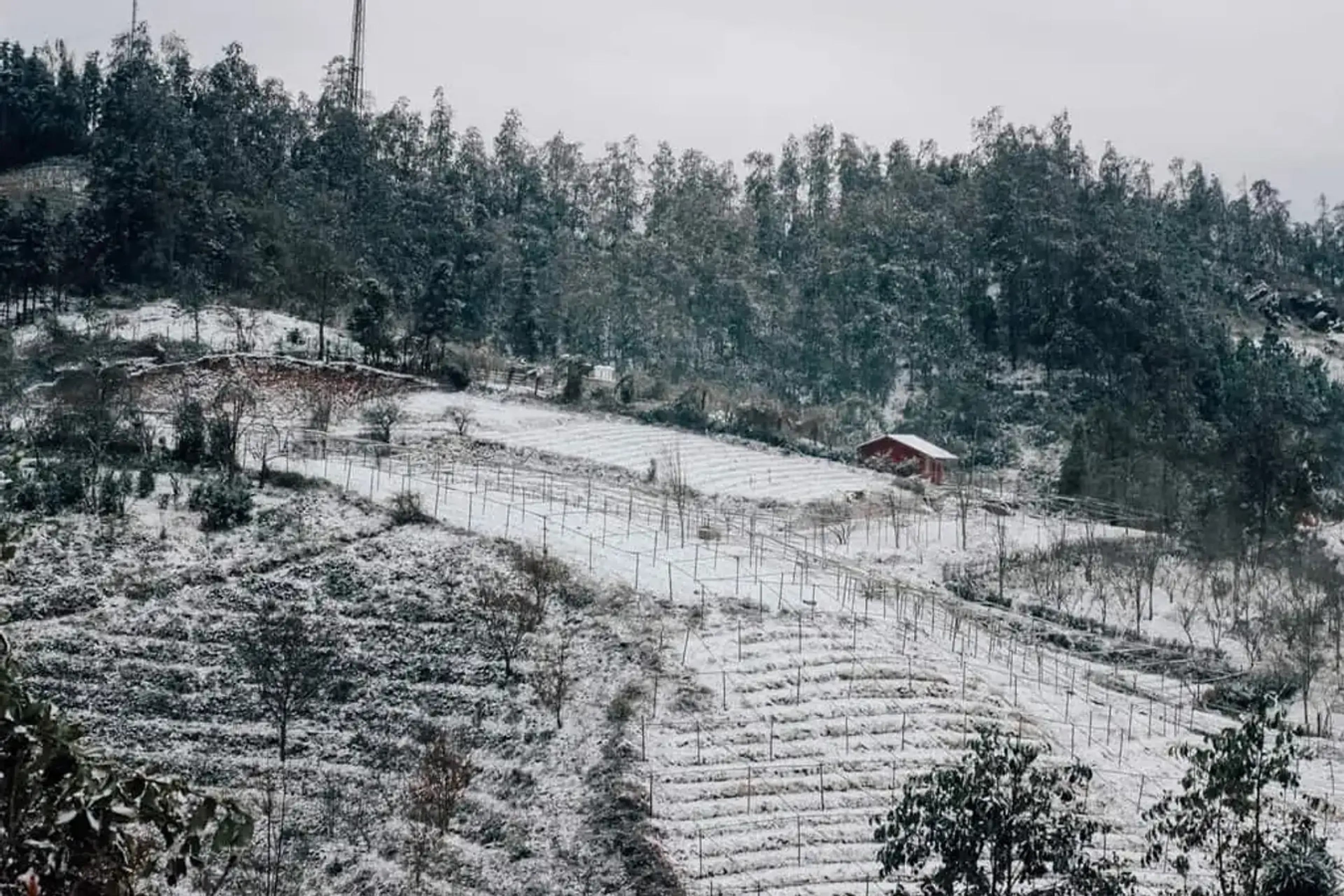 Snow hunting experience in Sapa
