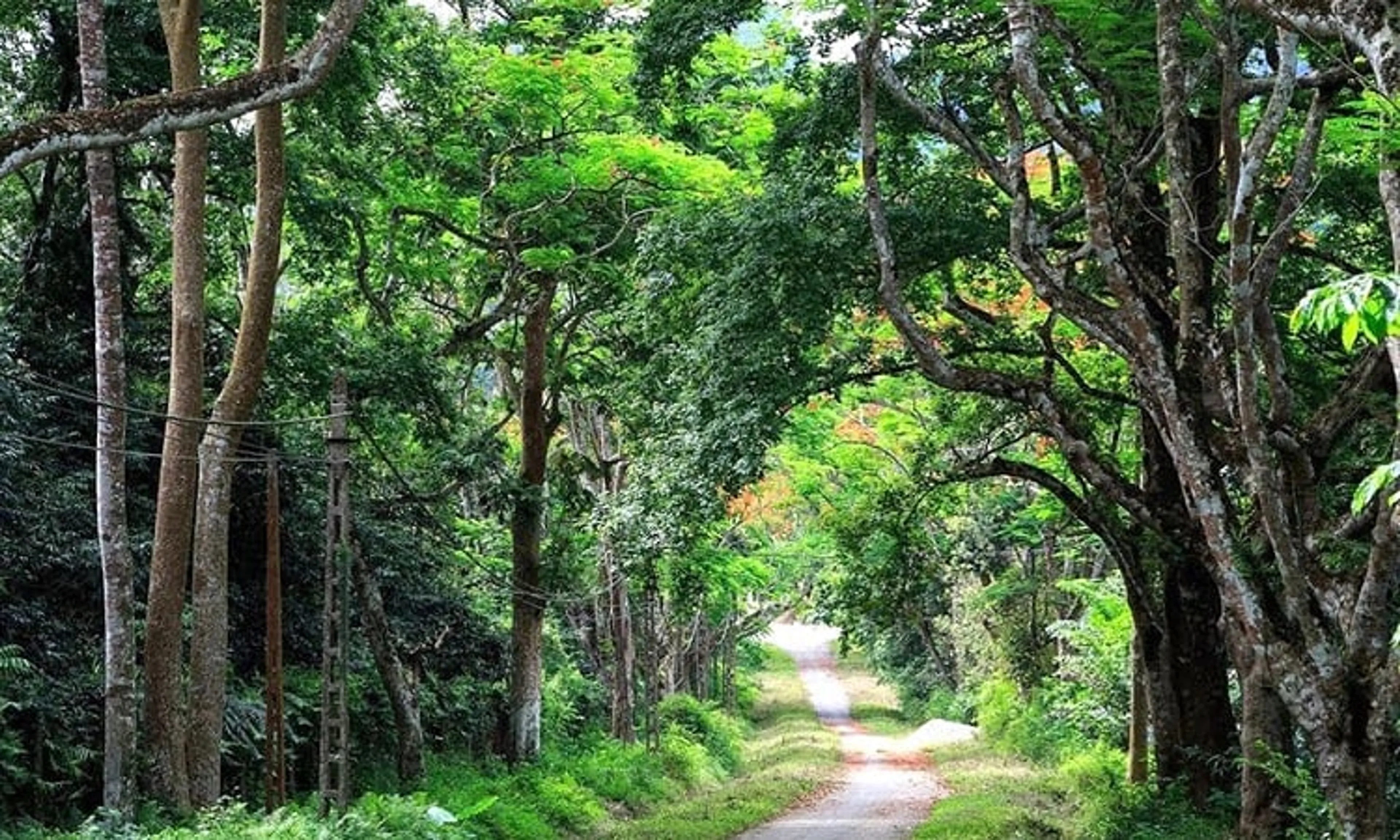Top 7 điểm đến không thể bỏ lỡ khi ghé thăm rừng Cúc Phương