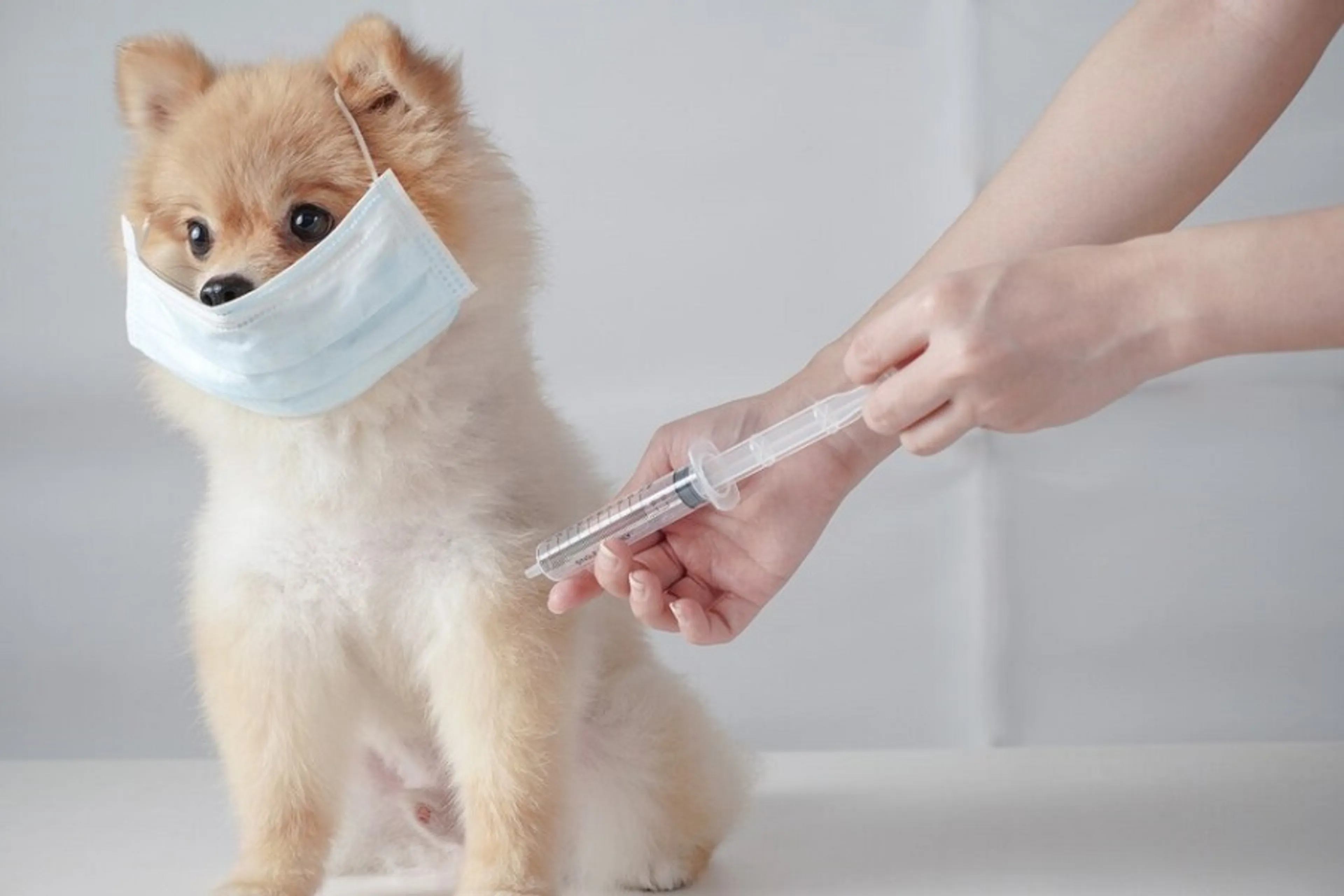 Thuốc và vaccine cho thú cưng - Những điều bạn cần biết