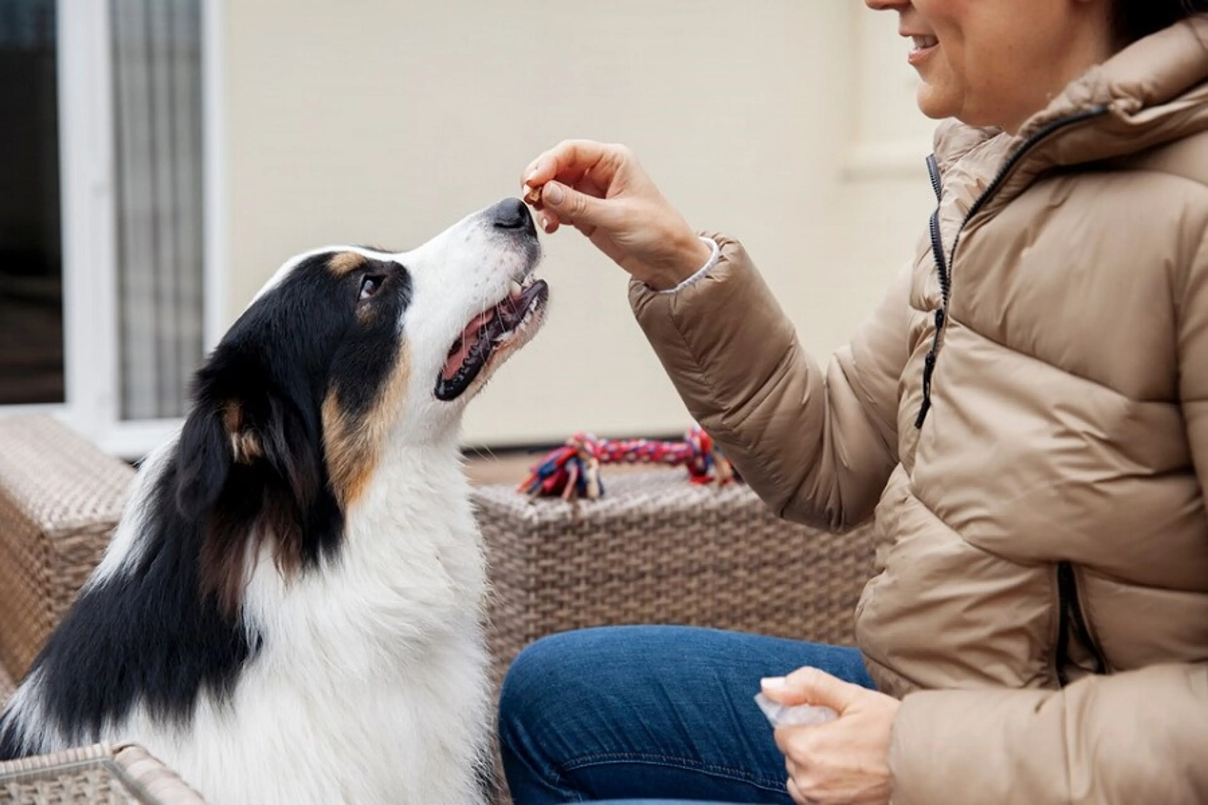 Bảo hiểm cho thú cưng - Một lựa chọn thông minh cho người yêu động vật