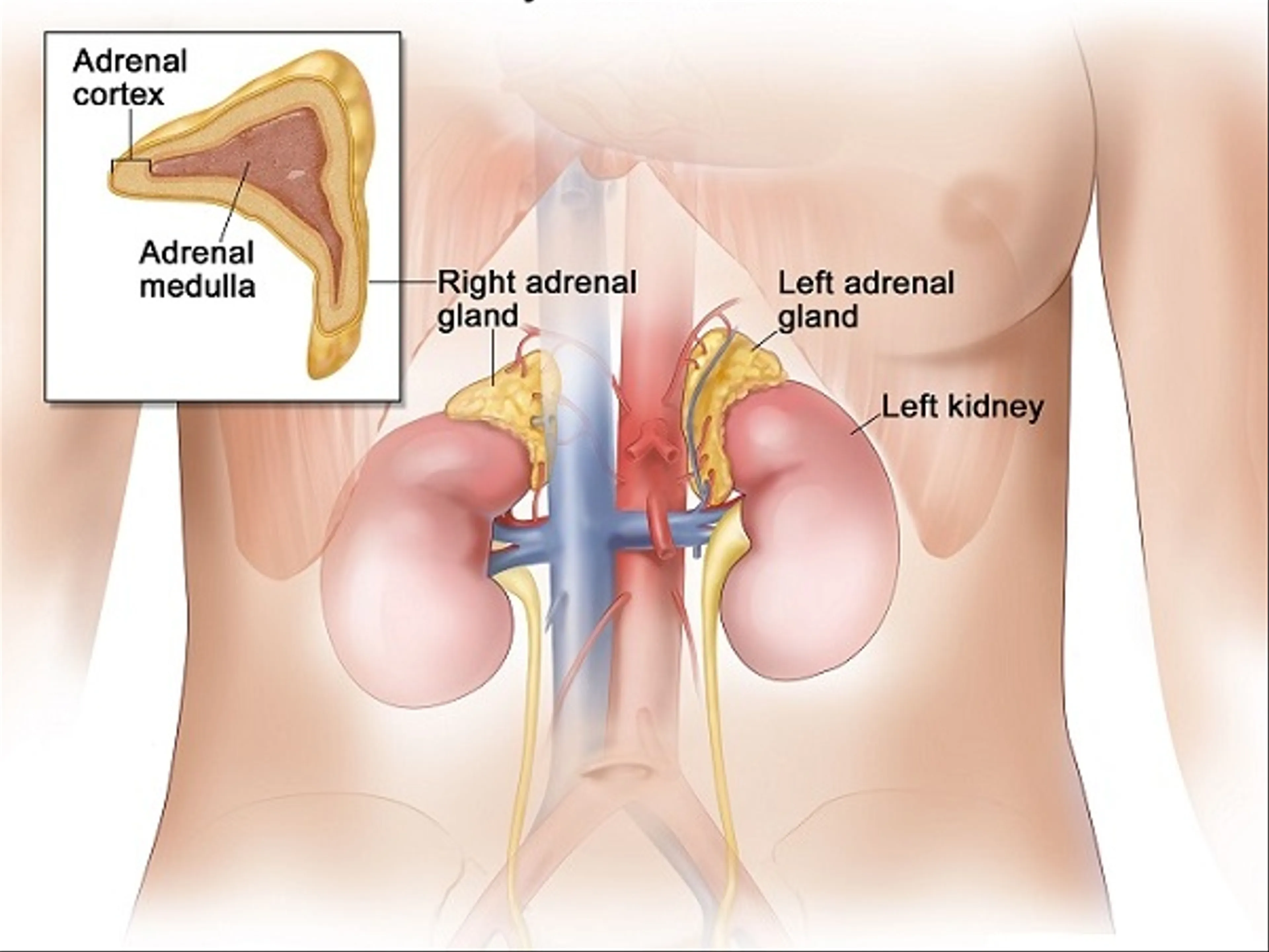  What Does Adrenal Fatigue Feel Like?