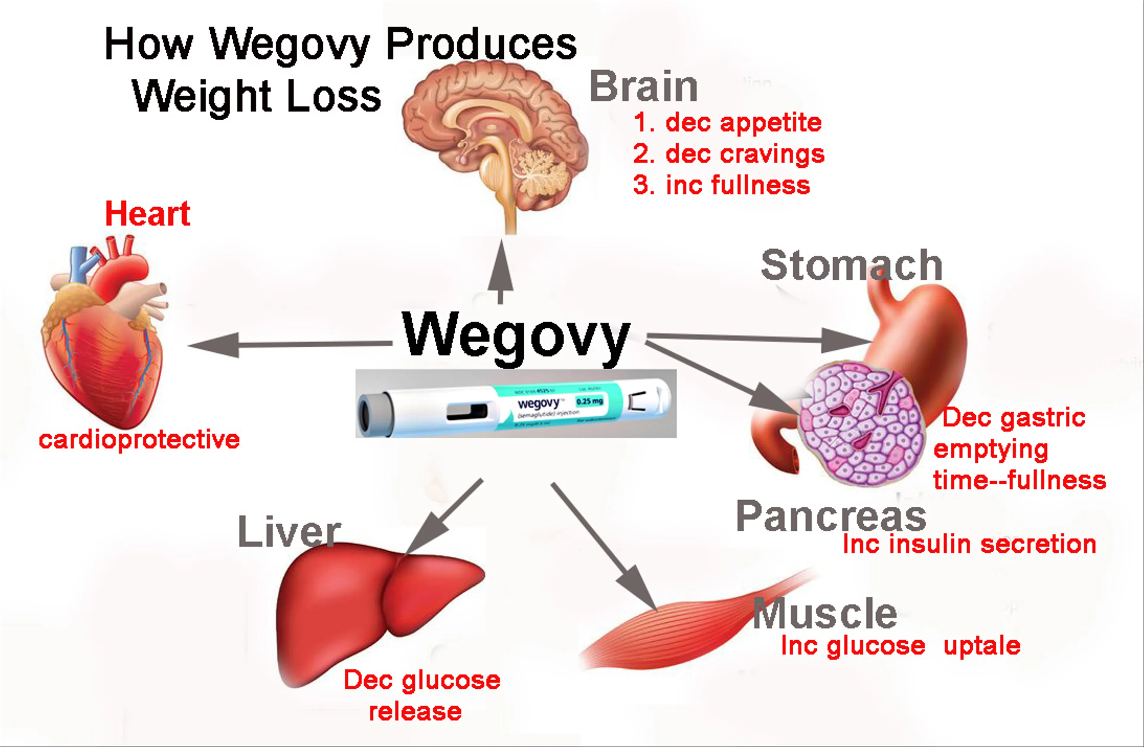 Wegovy Lowers Heart Attack