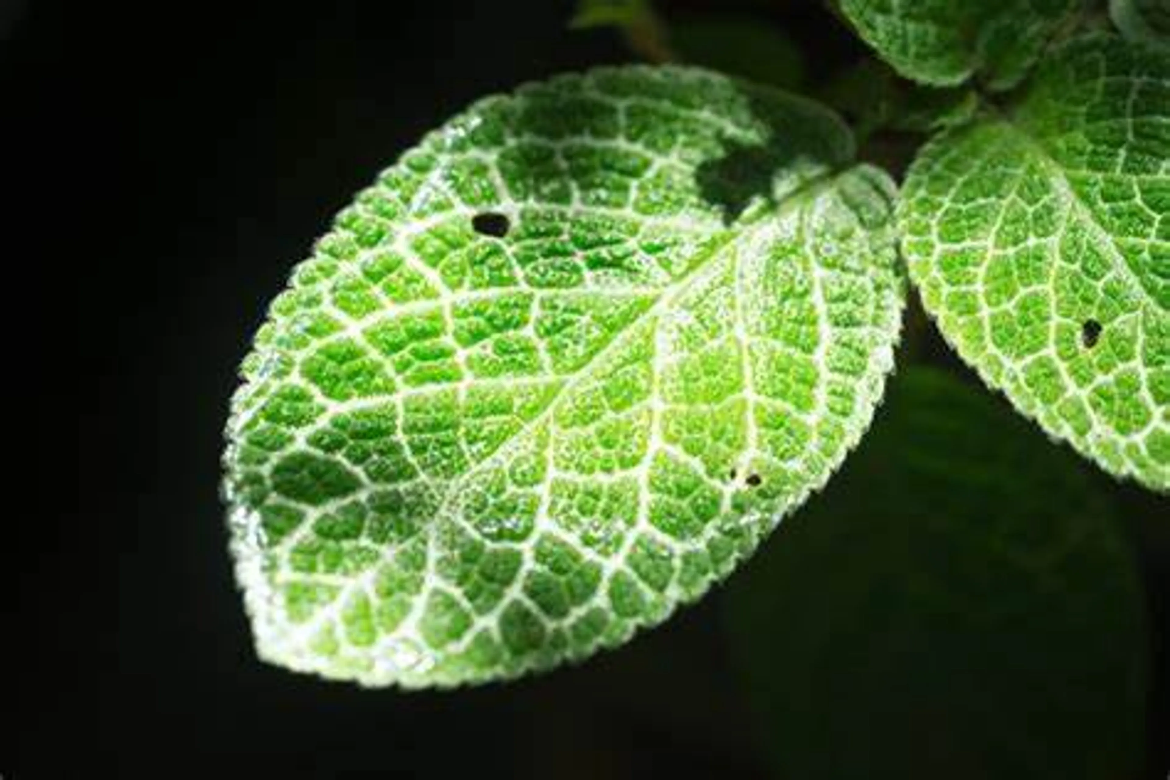 The Magic of Leaves: A Closer Look at Photosynthesis