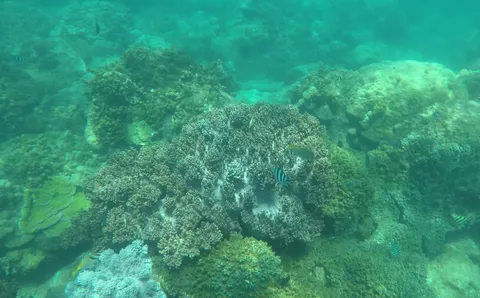 Lặn ngắm san hô