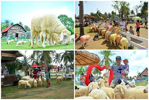 Khách du lịch Tham quan, checkin nông trại nuôi cừu tại Pattaya