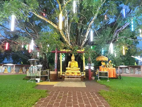 The Great Bodhi Tree at Wat Si Maha Pho