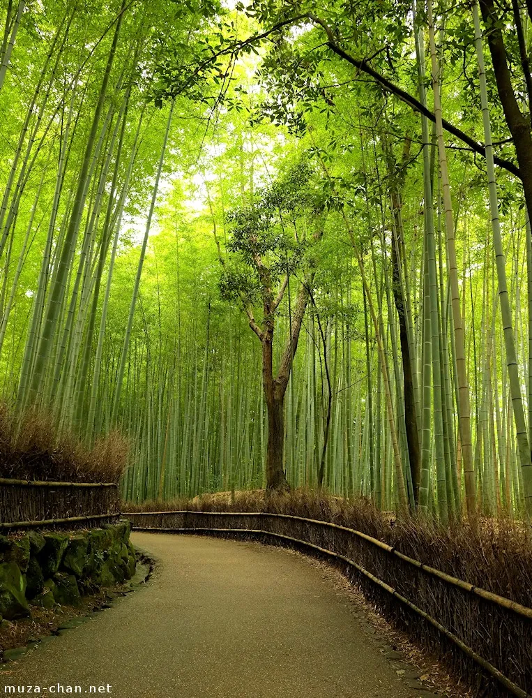 Local Legends and Folklore of the Bamboo Groves