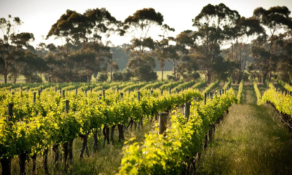 Wine and Dine: The Best of Local Vineyards