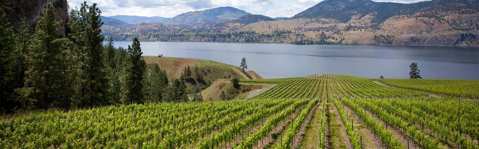 Exploring the Terroir: What Makes Okanagan Wines Unique