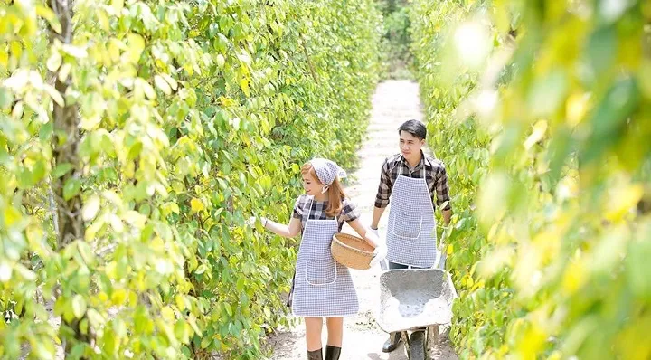 Tiêu phú quốc và những điều chưa biết