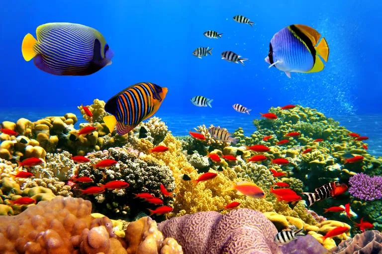 7 Địa Điểm Lặn Ngắm San Hô Đẹp Nhất Tại Phú Quốc