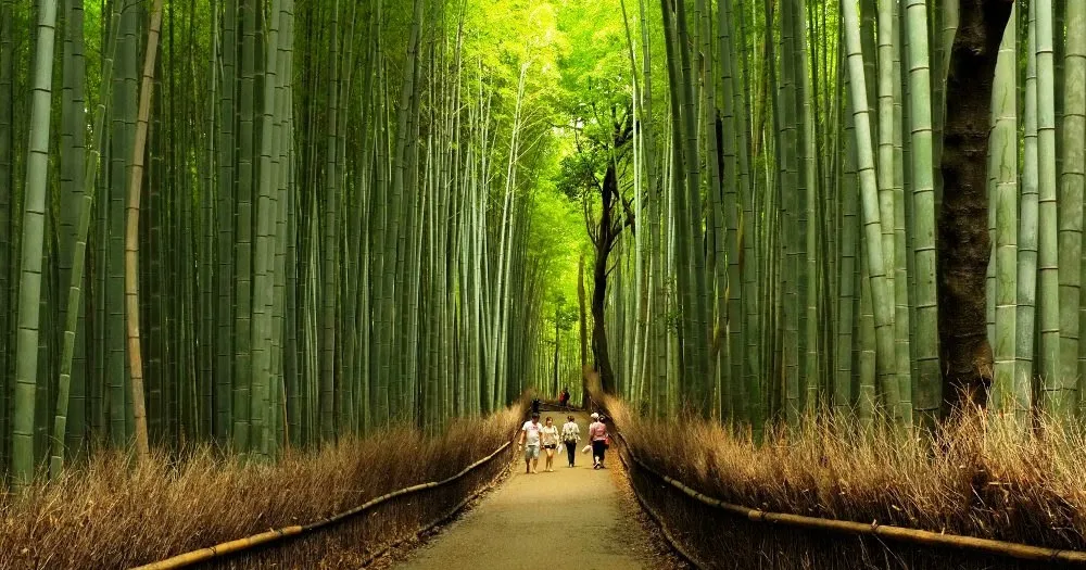 How to Reach Kyoto's Bamboo Groves