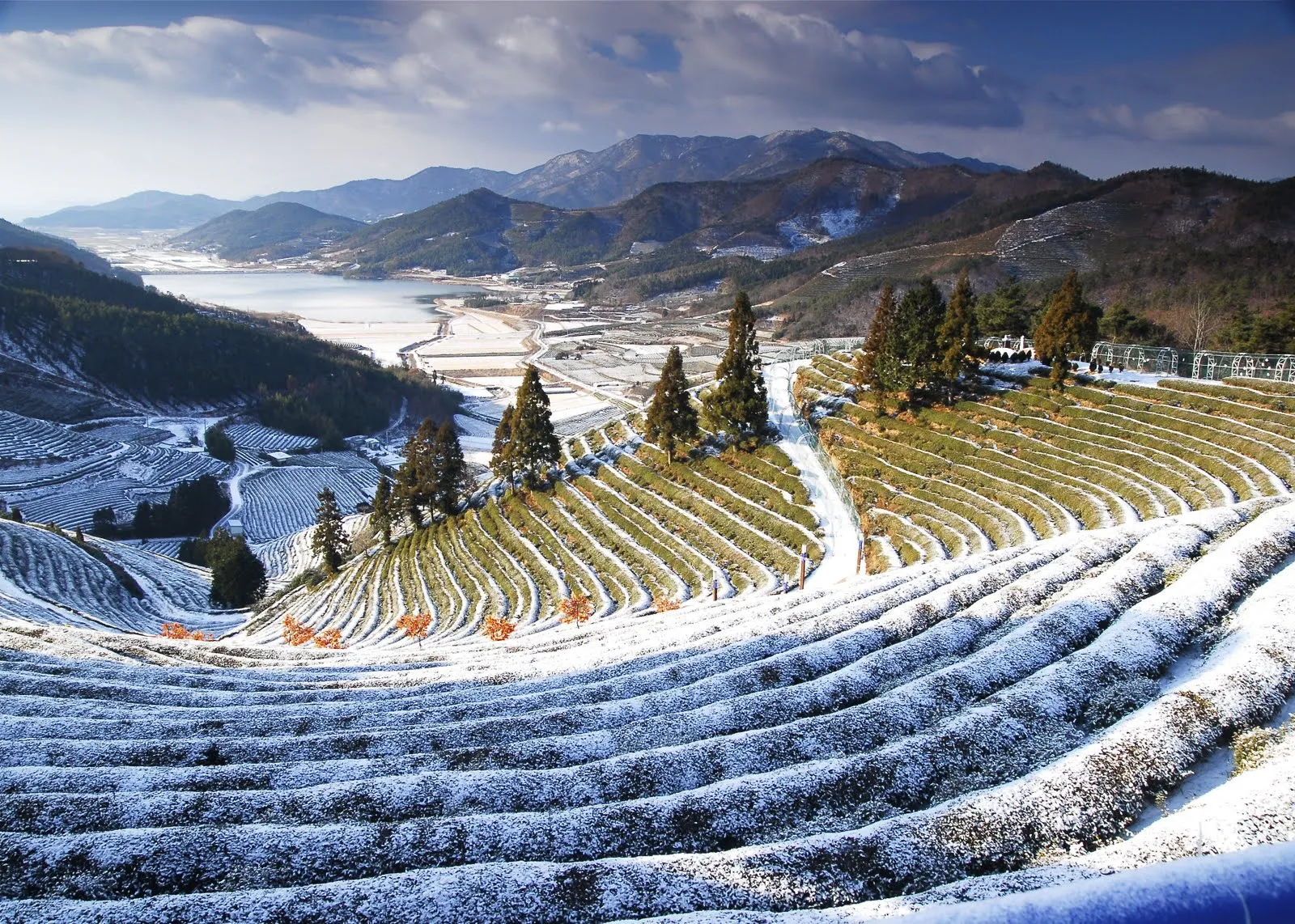 Seasonal Attractions: Visiting Boseong Throughout the Year