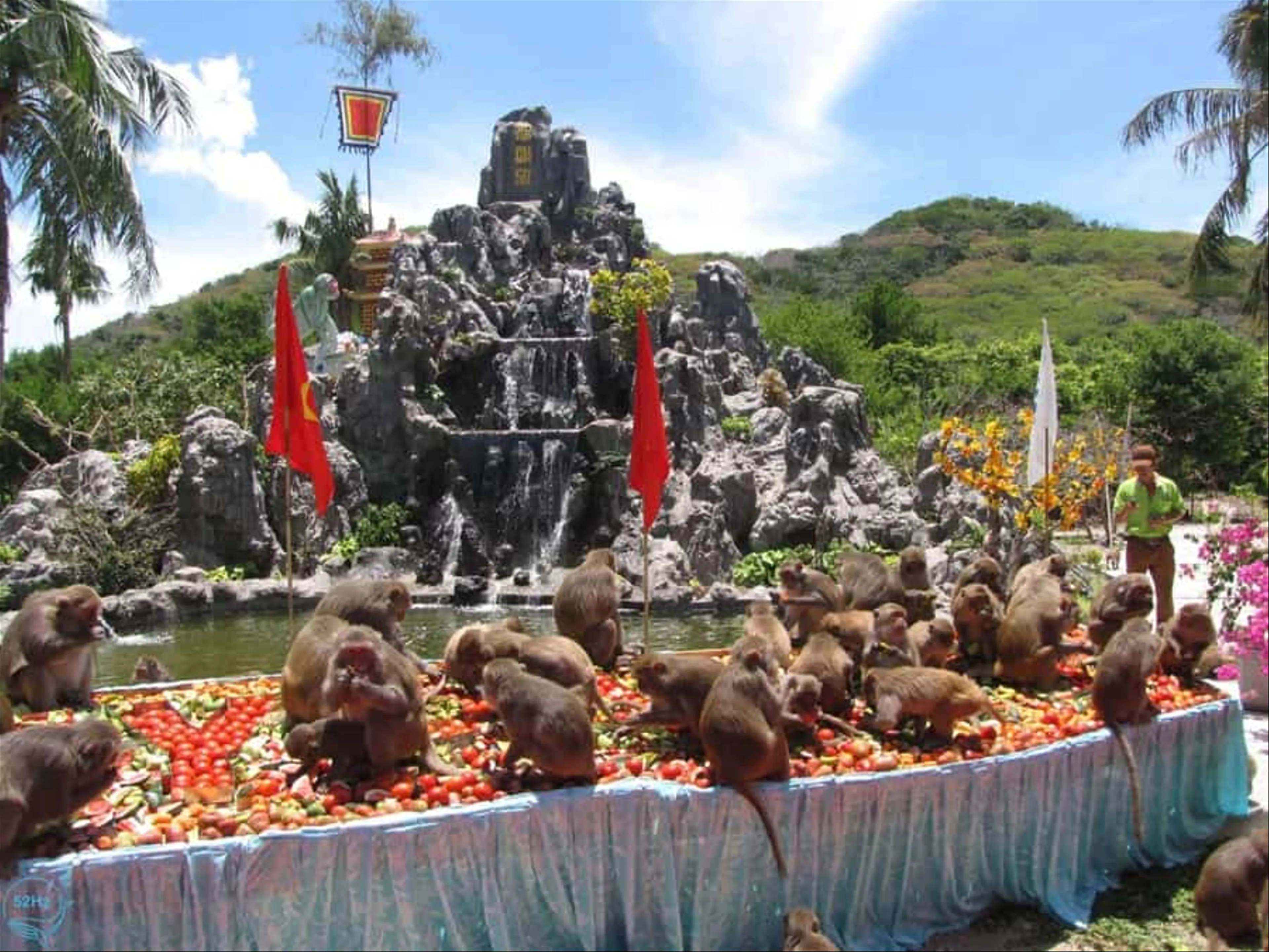 Khám Phá Đảo Khỉ Nha Trang: Trải Nghiệm Độc Đáo Cùng Những Chú Khỉ Thân Thiện
